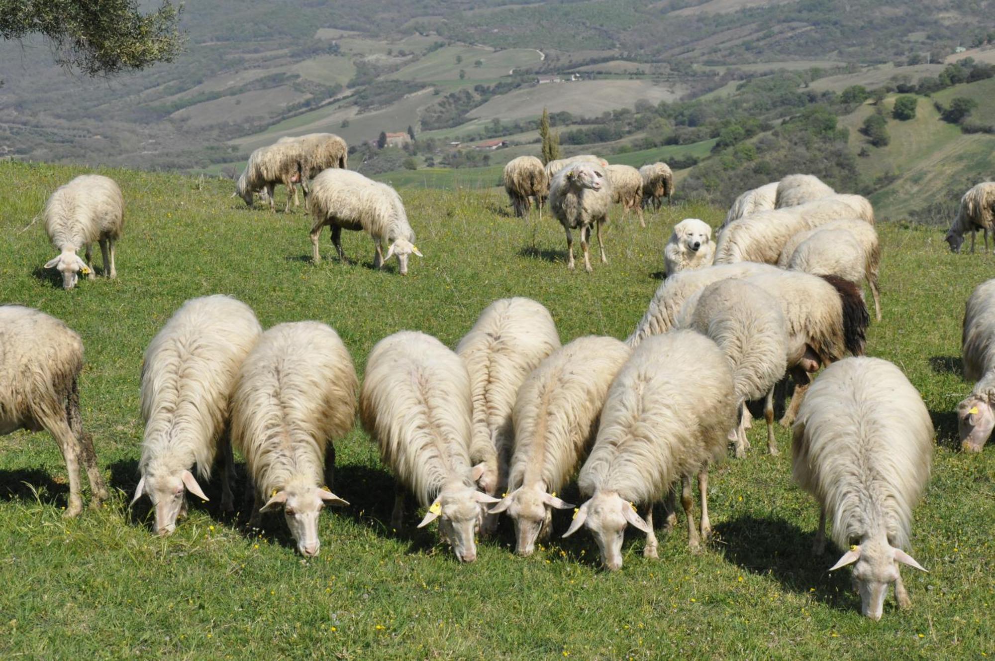 La Colombera In Toscana Roccalbegna Exterior photo